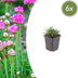 6x Armeria maritima 'Splendens' - Polster-Grasnelke - 10-25cm Bild 1