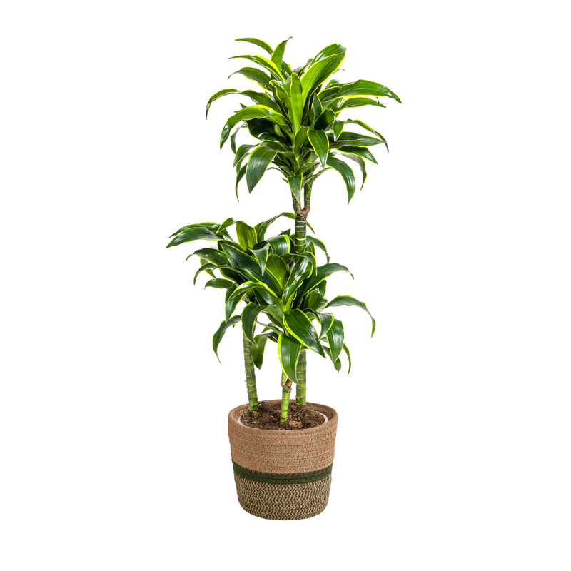 Dracaena Deremensis Dorado (100-120cm) mit Korb Ø21cm