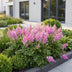 Green boutiQ - Perennial - Astilbe chin. Pumila - False Spirea - Shade - Purple - 24 Plants - Pot 11cm - Height 15-25cm Bild 12