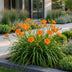 Green boutiQ - Perennial - Hemerocallis Mauna Loa - Daylily - Bee and Butterfly Attractors - Orange - 6 Plants - Pot 11cm - Height 15-25cm Bild 6