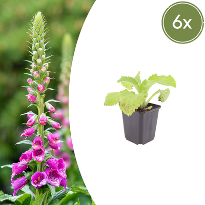 6x Digitalis purpurea 'Roter Fingerhut' - 10-25cm - Ø9cm