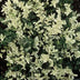 24x Euonymus fort. 'Harlequin' - ↕10-25cm - Ø9cm Bild 6