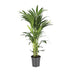 Howea Forsteriana (Kentia-Palme) - Ø21cm - ↕110cm - Tropisches Flair Bild 1