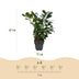 GreenboutiQ Kirschlorbeer Etna Heckenpflanzen - 6 Stück, 1m Bild 3