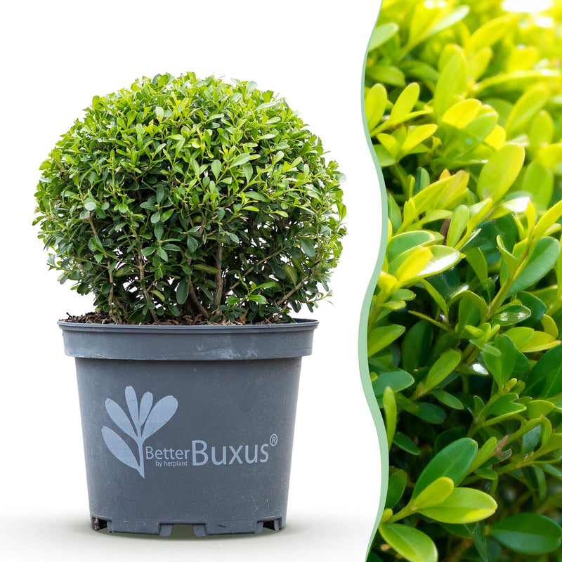 GreenboutiQ Buxus Sphere 'BetterBuxus Skylight' - Disease Resistant