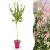 Salix Flamingo Weide - Ø19cm - 90-100cm - Rosa Laub Bild 1