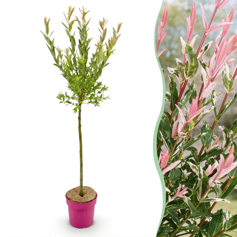 Salix Flamingo Weide - Ø19cm - 90-100cm - Rosa Laub