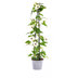 4x Thunbergia alata Sunny Susy White, Ø13cm Topf, 60cm hoch Bild 1