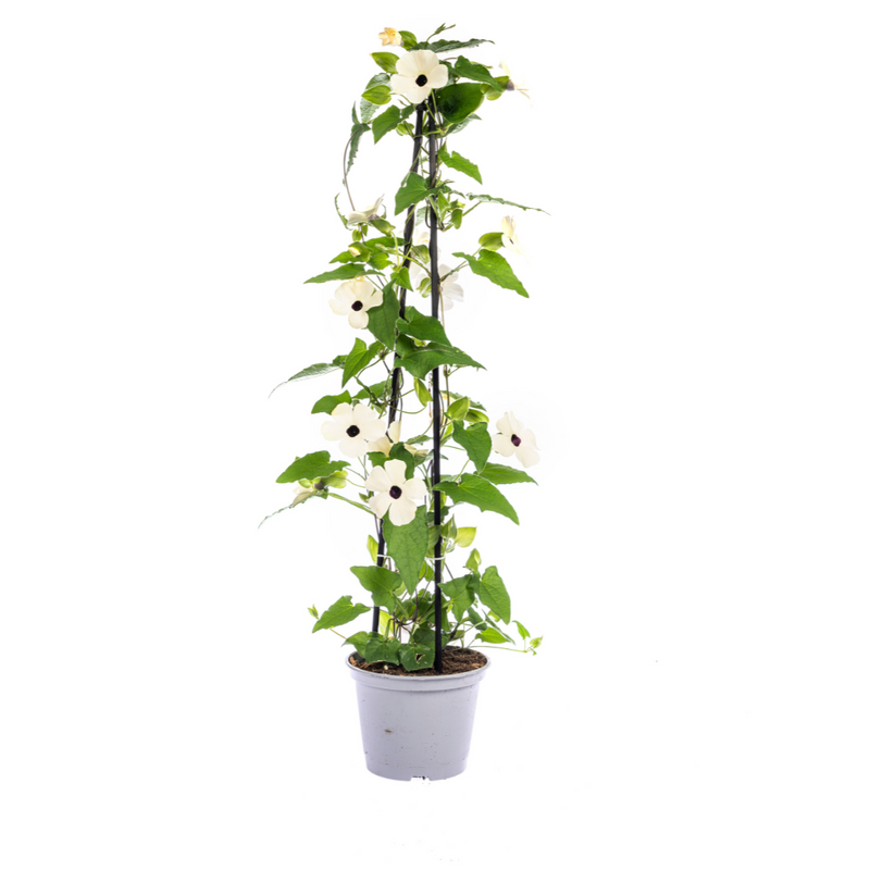 4x Thunbergia alata Sunny Susy White, Ø13cm Topf, 60cm hoch