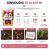 Tulpenzwiebeln Apricot Delight – 20 Stück | KH Bloembollen® | Rosa-Apricot-Tulpe – Sanft & Frisch – Geschenk für Garten oder Topf – Größe 11/12 – Frisch vom Züchter! Bild 12