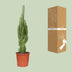 Euphorbia Trigona - Afrikanischer Milchbaum Ø17cm, 70cm hoch Bild 4
