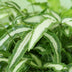 Green boutiQ - Indoor Plant - Pteris cretica Albolineata - Cretan Brake Fern - Pet-Friendly - Colorful - 4 Plants - Pot 12cm - Height 28-30cm Bild 4