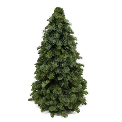 Nobilis-Weihnachtsbaum - ↕60cm