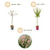 4x - Salix Flamingo - Ø19cm - ↕90-100cm Bild 4