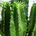 Green boutiQ - Zimmerpflanze - Euphorbia eritrea - Afrikanischer Milchbaum - Wenig Pflege - Grün - 2 - Topf 19cm - Höhe 70cm Bild 4
