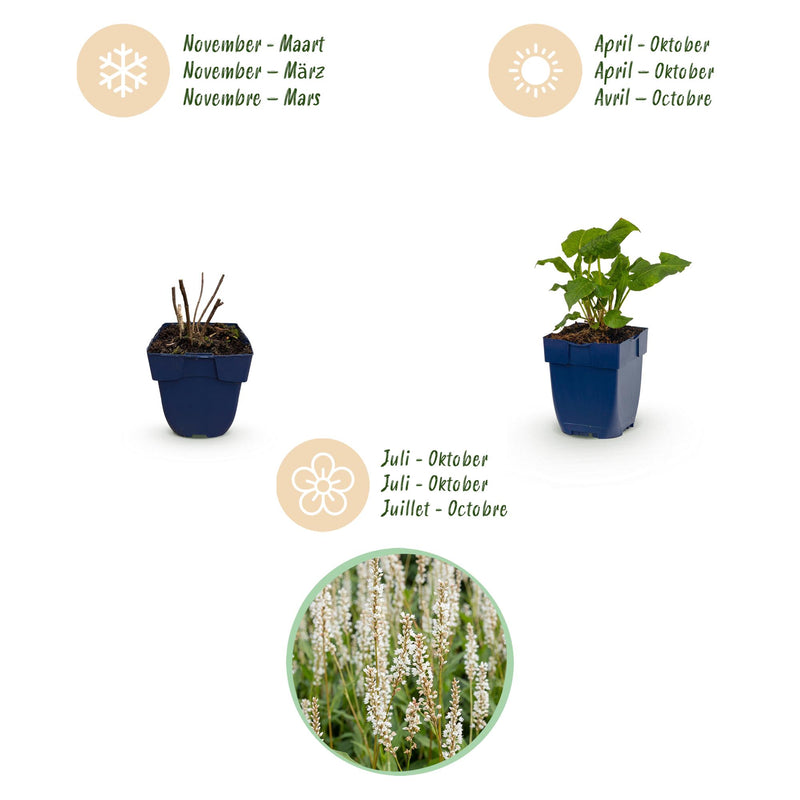Green boutiQ - Stauden - Persicaria ampl. Alba - Knöterich - Schatten - Weiß - 1 Pflanze - Topf 11cm - Höhe 15-25cm
