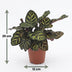 Green boutiQ - Calathea Makoyana - Pfauenpflanze - 2 Pflanzen - Topf 12cm - Höhe 25cm Bild 5