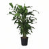 Caryota Mitis (Fishtail-Palme) - 120cm hoch, Ø24cm Topf Bild 1