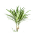 Dracaena Deremensis White Stripe, Große Zimmerpflanze, 170-190cm Bild 3