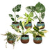 6x Baby Tropical Mix: Monstera, Philodendron & Co. - Ø6cm Bild 2