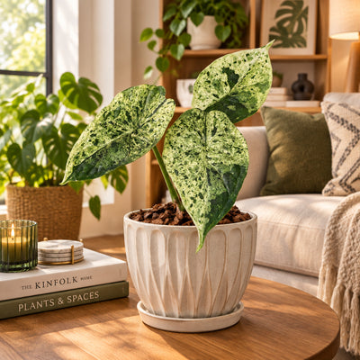 Alocasia Dragon Scale Mint Variegata - Tropisches Grün-Juwel