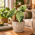 Alocasia Dragon Scale Mint Variegata - Tropisches Grün-Juwel Bild 2