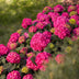 8x Hydrangea Endless Summer Summer Love Red, winter-hardy, 14cm pot Bild 8