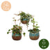 3x Baby Peperomia Mix: Grün, Rot & Tropisch im 6cm Topf Bild 5