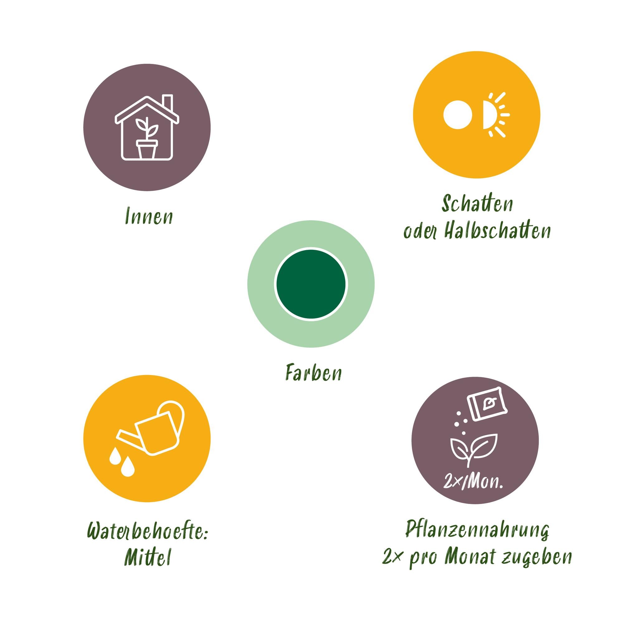 Green boutiQ - Zimmerpflanze - Yucca elephantipes - Yucca - Wenig Pflege - Grün - 1 - Topf 14cm - Höhe 55cm