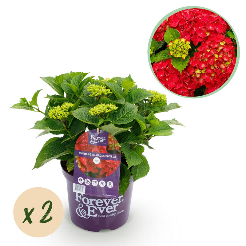 Hortensie 'Forever & Ever' Rot – 2 Pflanzen im 23cm Topf