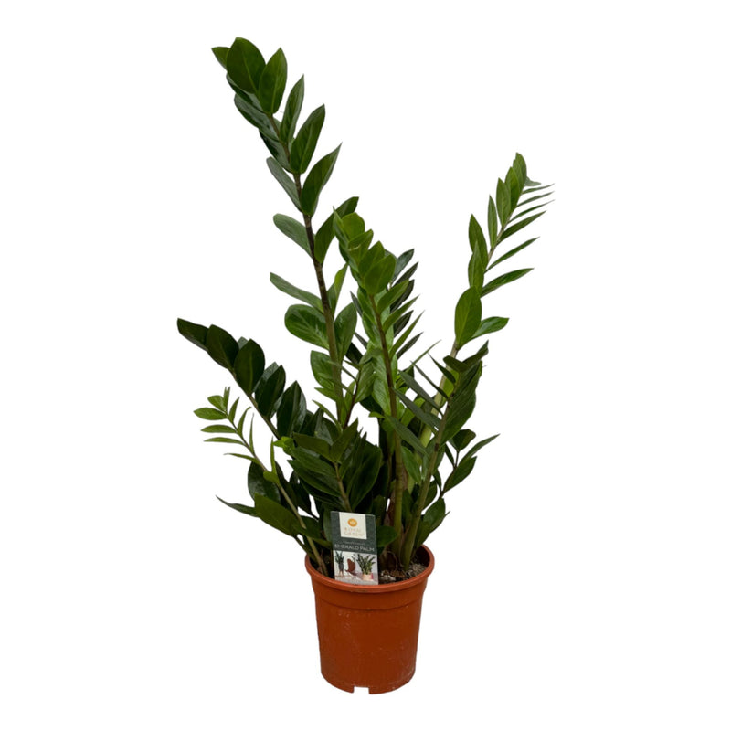 Zamioculcas Zamiifolia - 75cm Höhe, Ø17cm Topf