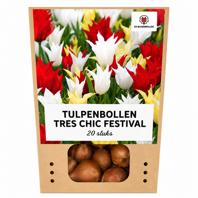 Tulpenzwiebeln Tres Chic Mix – 20 Stück | KH Bloembollen® | Rot, Gelb & Weiß Tulpen