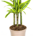 Dracaena Lemon Lime mit Korb, 130-150cm Bild 7