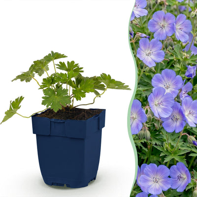 Green boutiQ - Perennial - Geranium 'Rozanne' - Crane's-bill - Ground cover - Blue - 12 Plants - Pot 11cm - Height 15-25cm