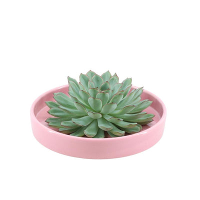 ROOTLESS Echeveria Pulidonis 'rosa' Ø20 cm Schale, 5 cm hoch