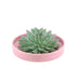 ROOTLESS Echeveria Pulidonis 'rosa' Ø20 cm Schale, 5 cm hoch Bild 1