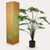 Künstliche Philodendron Pflanze, 105 cm – Grüner Blickfang für Ihr Zuhause Bild 5