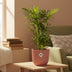 Chamaedorea Elegans (Bergpalme) im ELHO Vibes Fold Topf 14cm rosa Bild 3