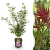 Japanischer Ahorn 'Jerre Swarts' - Orange-Rot, 90cm, Topf 26cm Bild 1