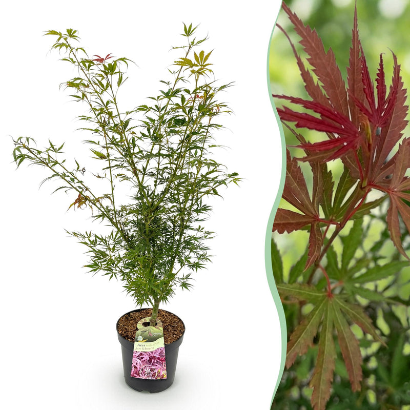 Japanischer Ahorn 'Jerre Swarts' - Orange-Rot, 90cm, Topf 26cm