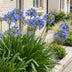 Green boutiQ - Perennial - Agapanthus africanus - African Lily - Bee and Butterfly Attractors - Blue - 3 Plants - Pot 11cm - Height 15-25cm Bild 6