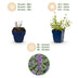 Green boutiQ - Stauden - Nepeta rac. Grog - Katzenminze - Bienchen- und Schmetterlingsanzieher - Blau - 24 Pflanzen - Topf 11cm - Höhe 15-25cm Bild 4