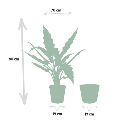 Alocasia Lauterbachiana – Elefantenohr Ø19cm, ↕80cm inkl. Korb