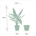 Alocasia Lauterbachiana – Elefantenohr Ø19cm, ↕80cm inkl. Korb Bild 2