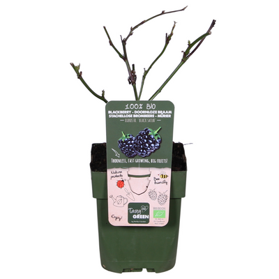 Dornenlose Brombeere 'Black Satin' - Ø13cm - ↕45cm