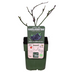 Dornenlose Brombeere 'Black Satin' - Ø13cm - ↕45cm Bild 2