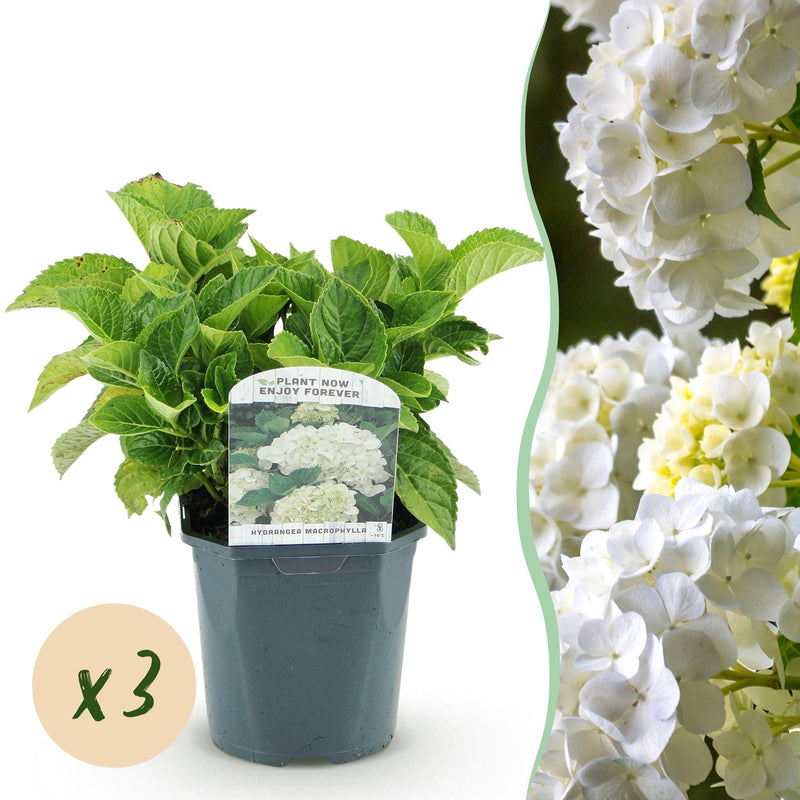 GreenboutiQ Hortensie Weiß: 3 Pflanzen für 1m², pflegeleicht