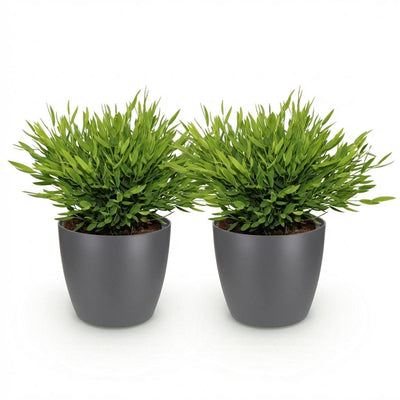 Green boutiQ Bambusgras, 2x Bamusa Pogonatherum Monica, Topf 12cm