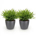 Green boutiQ Bambusgras, 2x Bamusa Pogonatherum Monica, Topf 12cm Bild 2