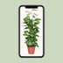 Epipremnum Pinnatum Moss Pole 80cm: Golden Pothos, Houseplant Bild 5